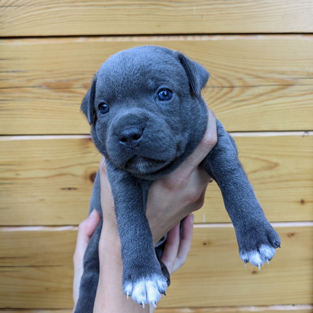 Esoxpack - Chiot disponible  - Staffordshire Bull Terrier