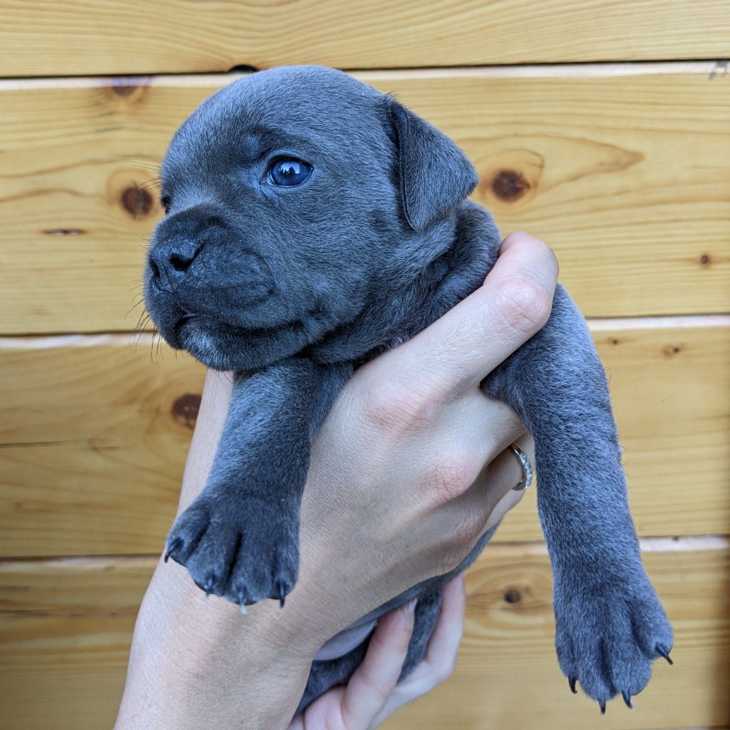 Esoxpack - Chiot disponible  - Staffordshire Bull Terrier